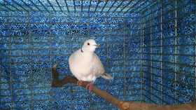 Found Dove