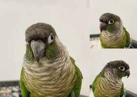 Found Conure