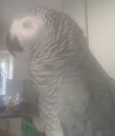 Found African Grey