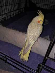 Found Cockatiel