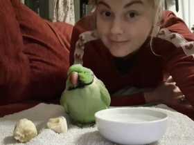 Found Rose Ringed Parakeet