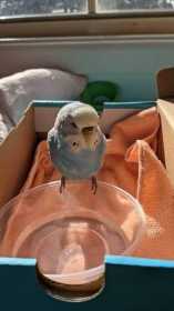 Found Budgerigar