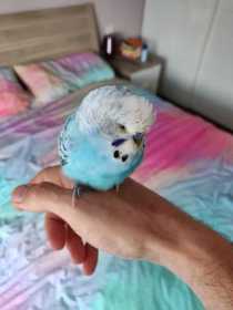 Found Budgerigar