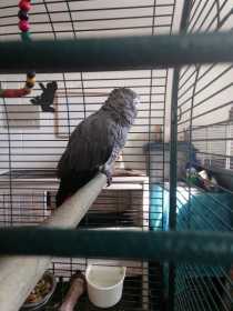 Found African Grey