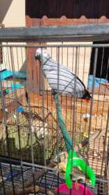 Found African Grey