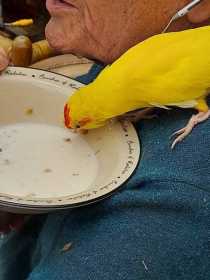 Found Kakariki