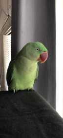 Found Alexandrine