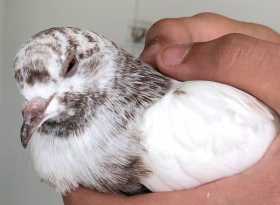 Found Pigeon