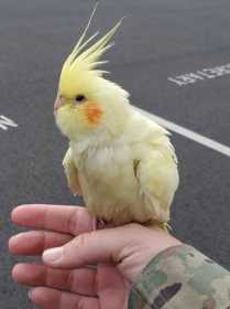 Found Cockatiel