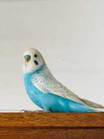 Found Budgerigar