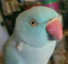 Found Indian Ringneck Parakeet