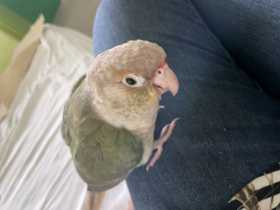 Found Conure