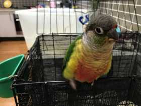 Found Conure