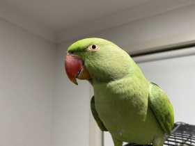 Found Alexandrine