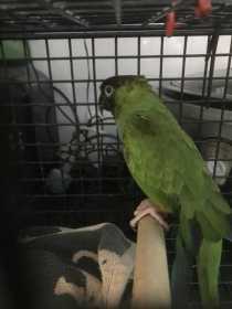 Found Conure