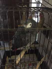 Found African Grey
