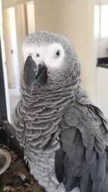 Found African Grey