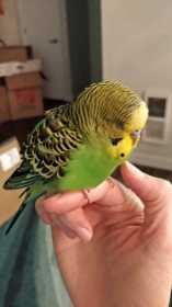 Found Budgerigar