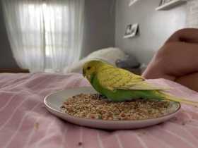 Found Budgerigar