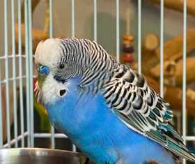 Found Budgerigar