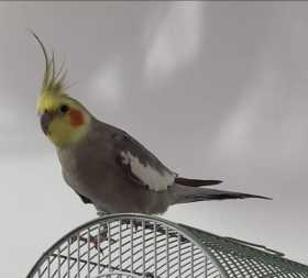 Found Cockatiel