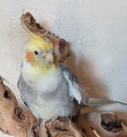 Found Cockatiel