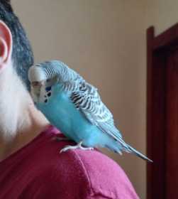 Found Budgerigar