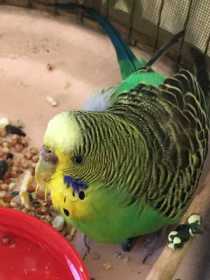 Found Budgerigar