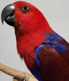 Found Eclectus