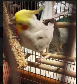 Found Cockatiel