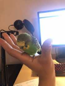 Found Parakeet