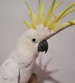 Found Cockatoo