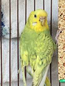 Found Budgerigar