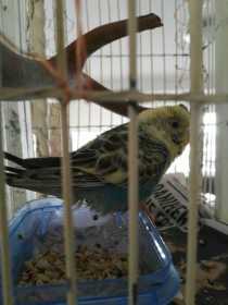 Found Budgerigar