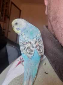 Found Budgerigar