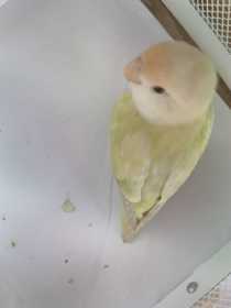 Found Parrotlet