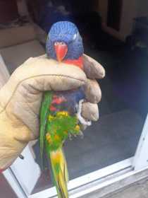 Found Lory / Lorikeet