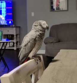 Found African Grey