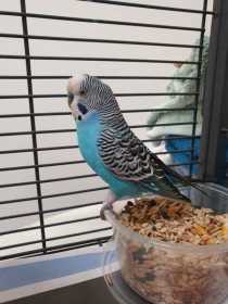 Found Budgerigar