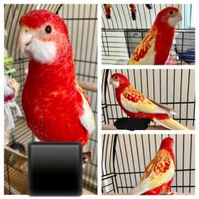 Found Rosella