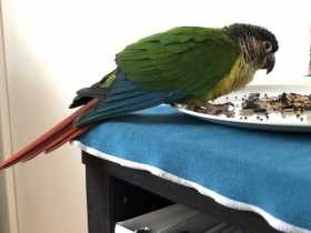 Found Conure