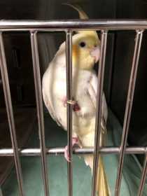 Found Cockatiel