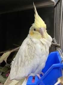 Found Cockatiel