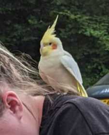 Found Cockatiel