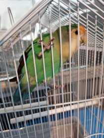 Found Lovebird