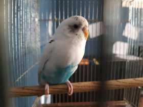 Found Parakeet