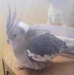Found Cockatiel