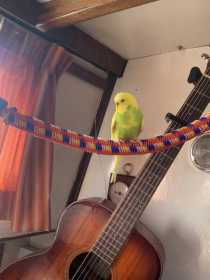 Found Budgerigar