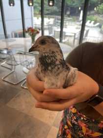 Found Pigeon