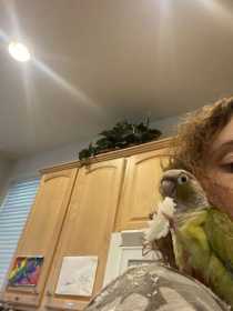 Found Conure